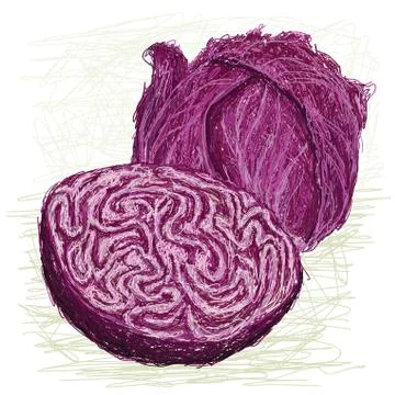 Red cabbage cross section Stock Illustration