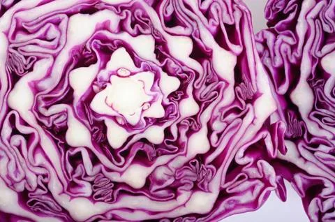 Red cabbage cross section Stock Photos