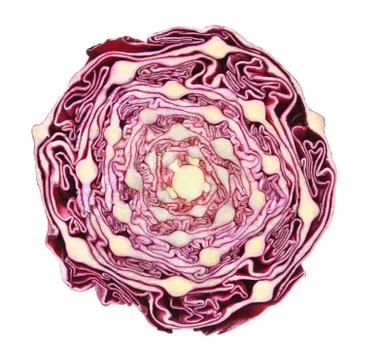 Red cabbage cut in half middle across isolated on white background Stock-Fotos