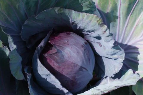 Red cabbage in the field Stock Photos