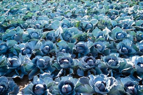 Red cabbage field Stock Photos