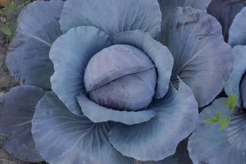 Red cabbage field Stock Photos