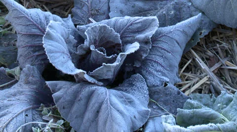 Red Cabbage Stock Footage 25960047