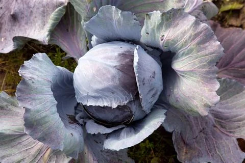 Red cabbage in garden Stock Photos