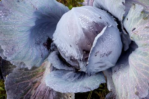 Red cabbage in the garden Stock Photos