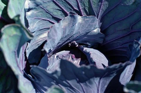 Red cabbage in the garden Stock Photos