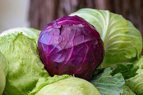 Red cabbage on green background Stock Photos
