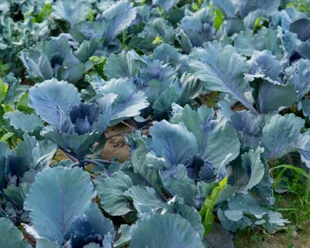 Red cabbage growing in the field Stock Photos