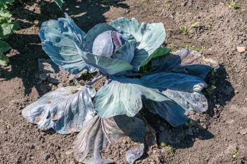 Red Cabbage growing in the ground Stock Photos