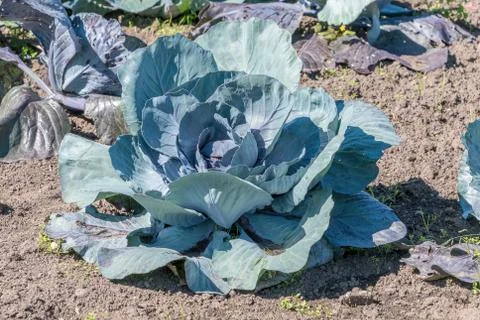 Red Cabbage growing in the ground Stock Photos