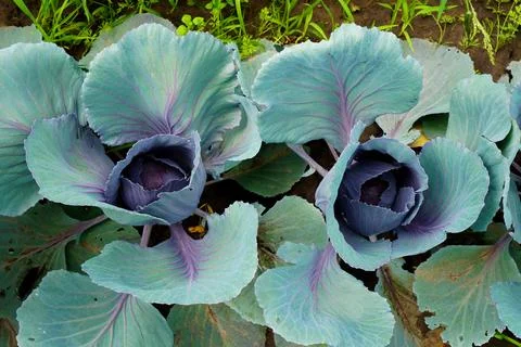 Red cabbage grows in a garden bed on a garden plot in the summer close-up. The Fotos de archivo