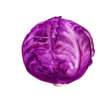 Red cabbage Stock Illustration