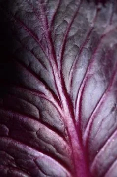 Red cabbage leaf Stock Photos