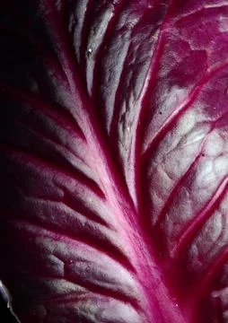 Red cabbage leaf Stock Photos