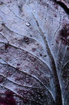 Red cabbage leaf Stock Photos