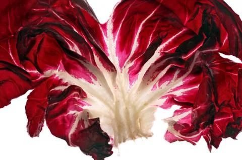 Red cabbage leaf Stock Photos