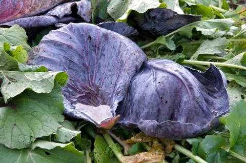 Red cabbage leaves Stock Photos