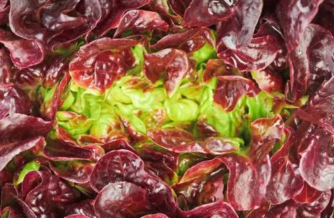 Red cabbage lettuce head background Foto stock