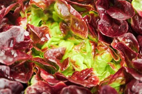 Red cabbage lettuce head background Fotos Stock