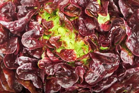 Red cabbage lettuce head background Stock Photos