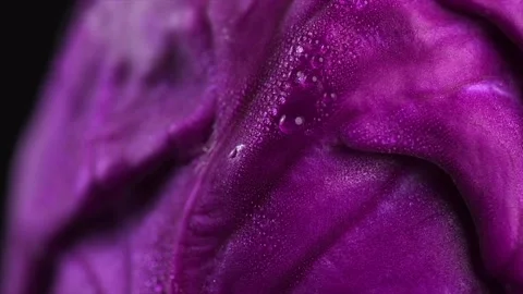 Red cabbage macro shot with water drops, whole head of cabbage over black Video stock 309602968
