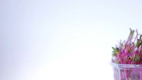 Red cabbage microgreen closeup on white background. Home greens grown Stock Footage 133707774