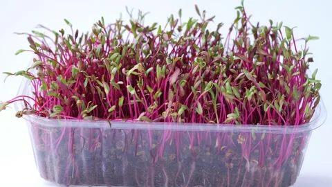 Red cabbage microgreen closeup on white background. Home greens grown Video stock 133708020