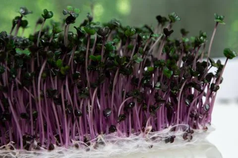 Red cabbage microgreen. Stock Photos