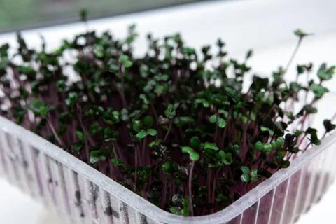 Red cabbage microgreen in a plastic container. Stock Photos