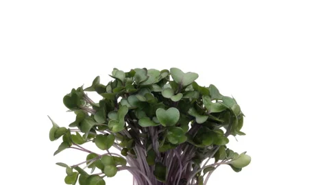 Red cabbage microgreens rotating. Isolated on white background. Vídeo Stock 158569823