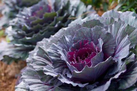 Red cabbage Stock Photos