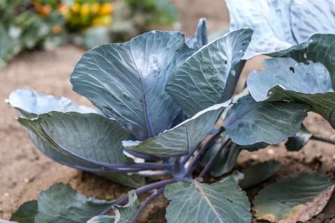 Red cabbage Stock Photos