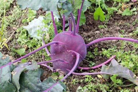 Red  cabbage Stock Photos