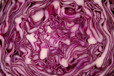 Red cabbage Stock Photos