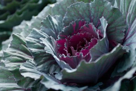 Red Cabbage Stock Photos