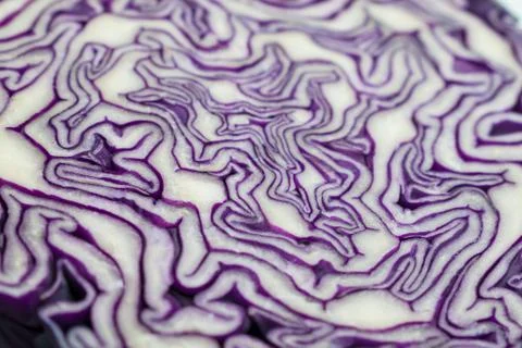 Red cabbage Stock Photos