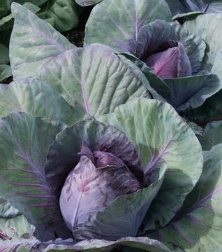 Red Cabbage Stock Photos