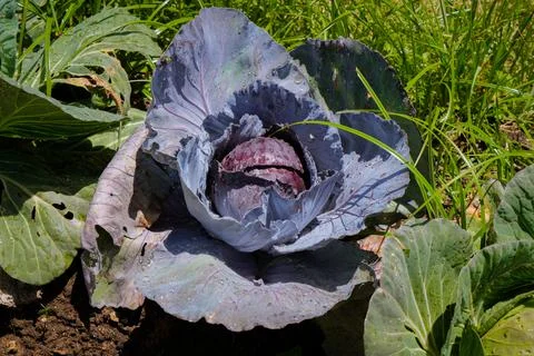 Red cabbage Plant Foto stock