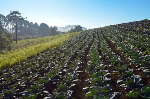 Red cabbage plantation Stock Photos