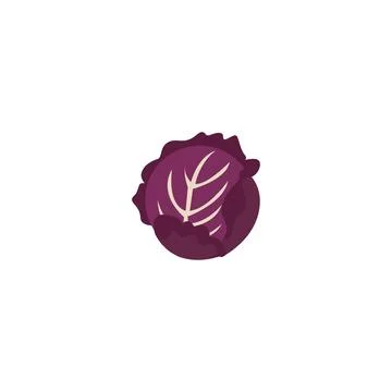 Red Cabbage, Scotch kale. Stock Illustration