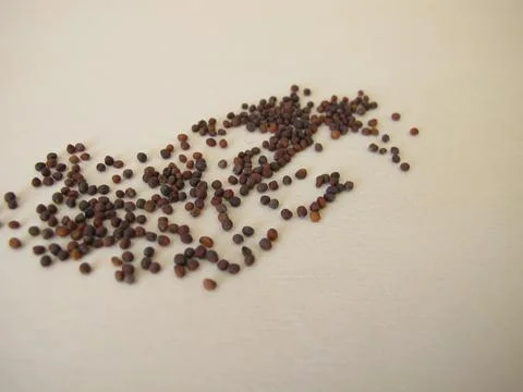 Red cabbage seeds Stock-Fotos