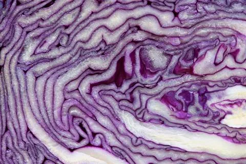 Red cabbage sloseup. Stock Photos