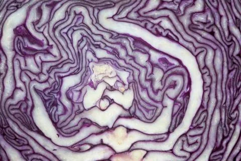 Red cabbage texture Stock Photos