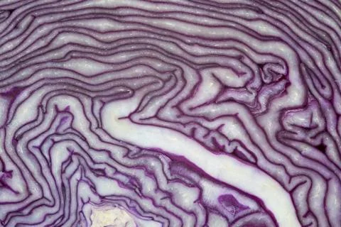 Red cabbage texture Stock Photos