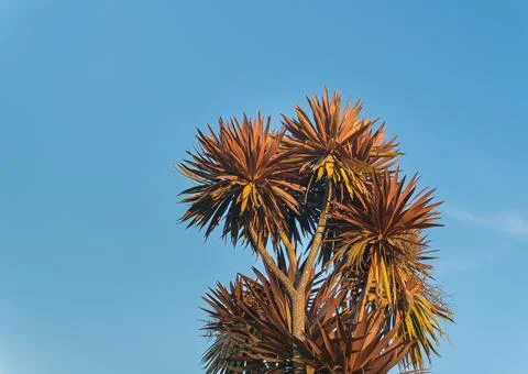 Red cabbage tree crowns against a clear blue sky Foto stock