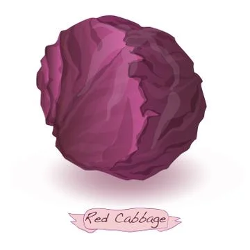 Red cabbage vector isolated Ilustración de archivo