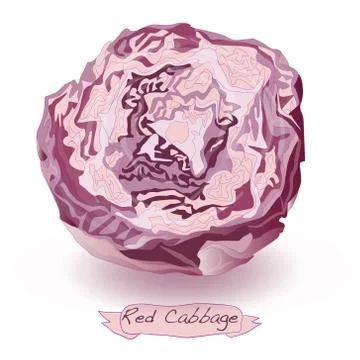 Red cabbage vector isolated Ilustración de archivo