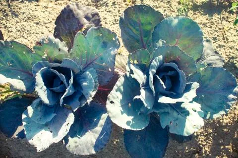 Red cabbage in vegetable garden Stock Photos