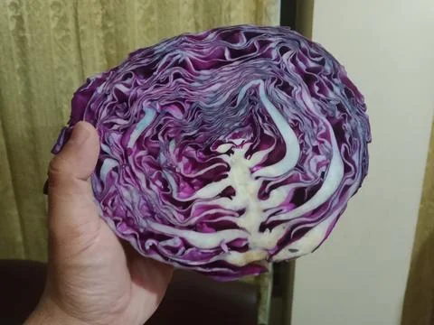 Red cabbage vegetable holding a hand Stock Photos