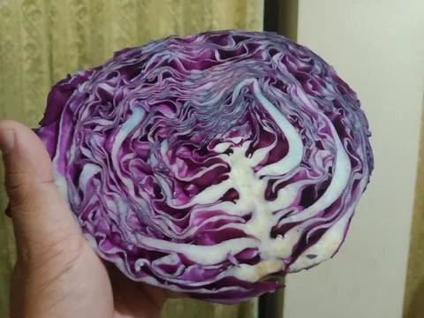 Red cabbage vegetable holding a hand Stock Photos